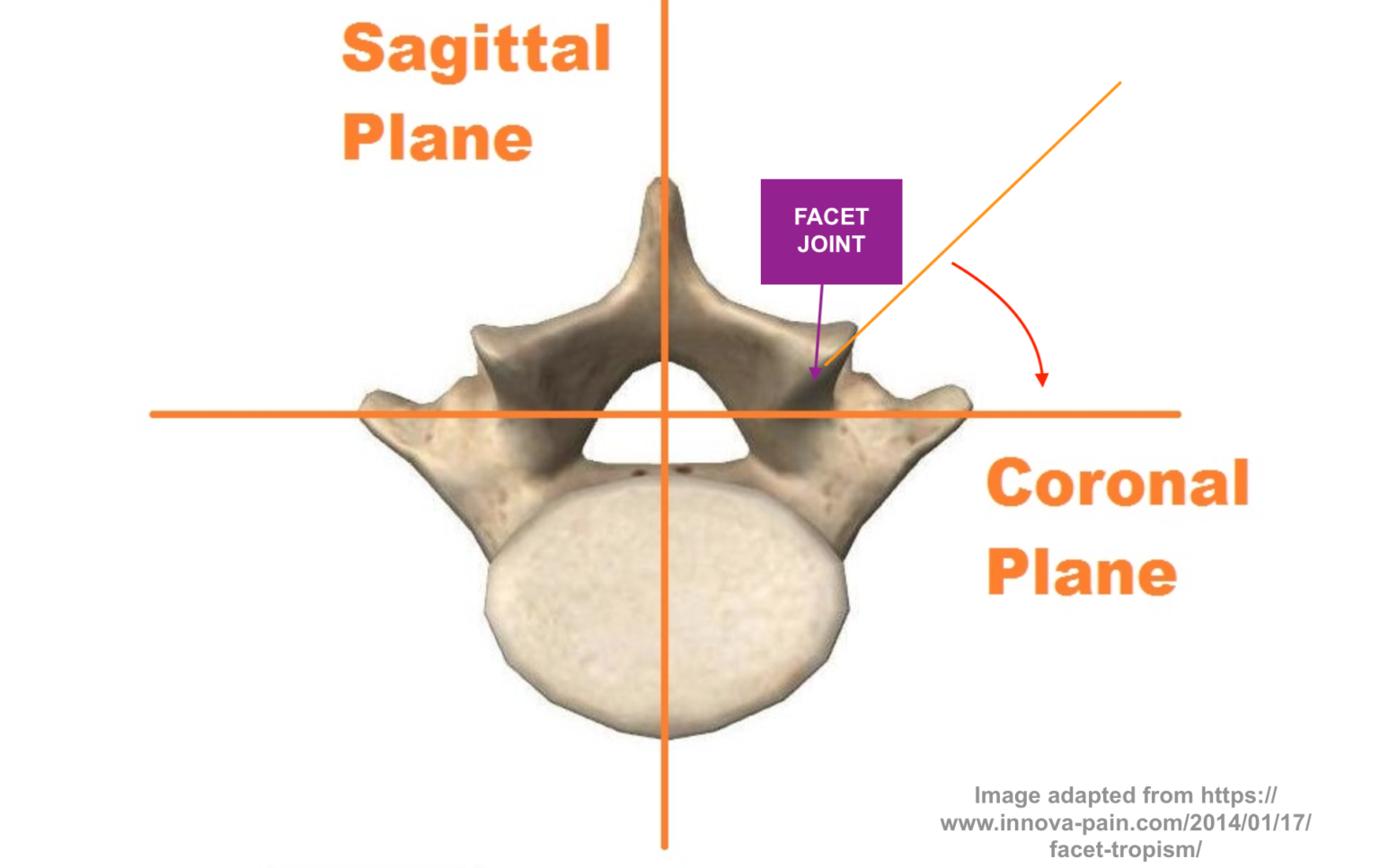 Orientation of your lower lumbar joints and the implication for back